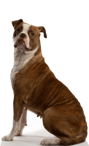 CutoutMe.com - Big Pets Perfect for large or medium dogs